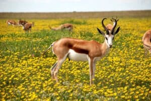 Tier mit A am Anfang - Antilope