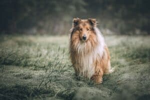 Tier mit C am Anfang - Collie