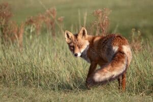 Tier mit F - Fuchs