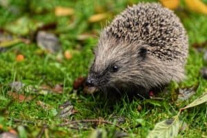 Tier mit I - Igel