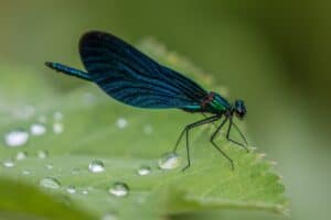 Tier mit L am Anfang - Libelle