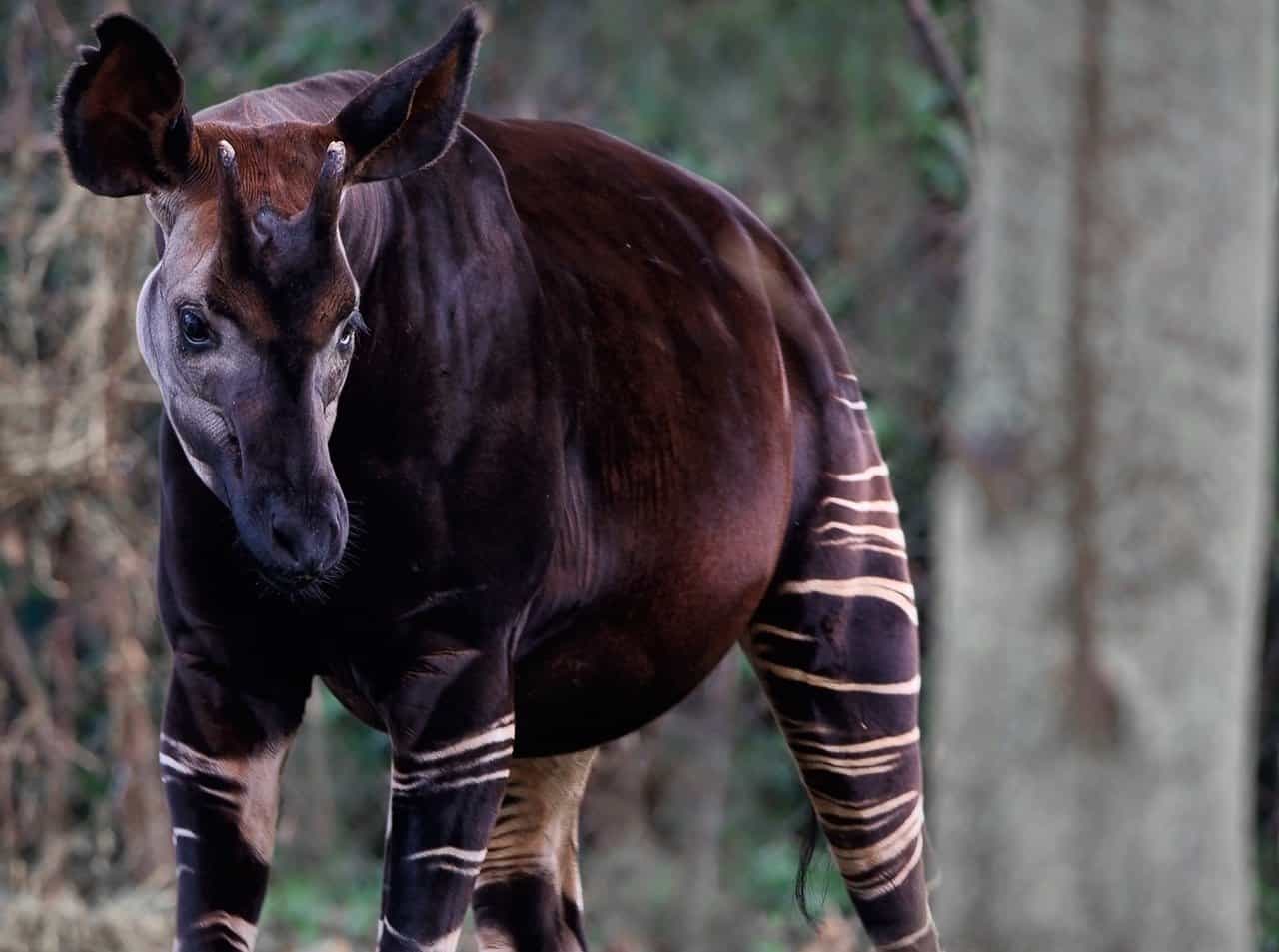 Tier mit O 🦓 große Liste mit vielen Bildern & Erklärungen