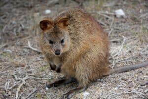 Tier mit Q - Quokka