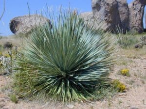 Farbe mit Y - Yucca-Grün