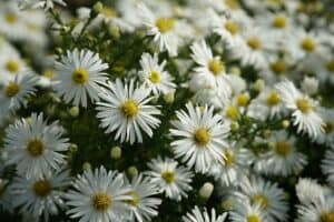 Blume mit A am Anfang - Aster