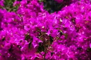 Blume mit B am Anfang - Bougainvillea