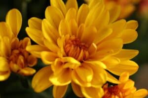 Blume mit C - Chrysantheme