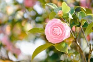 Blume mit C am Anfang - Camellia