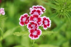 Blume mit D am Anfang - Dianthus