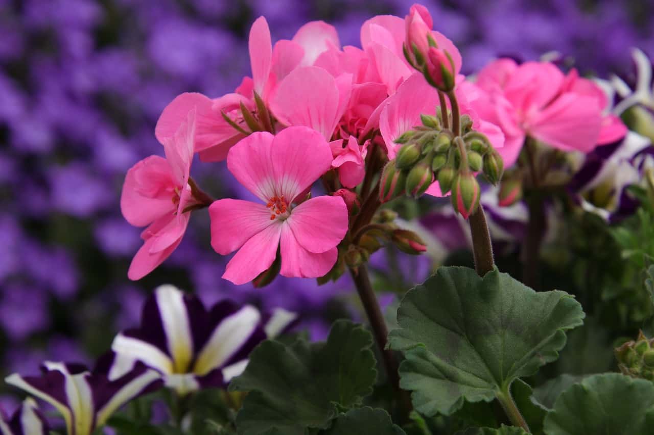 Blume mit G große Liste mit vielen Bildern & Erklärungen