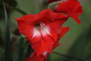 Blume mit G am Anfang - Gladiole