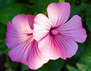 Blume mit H - Hibiskus