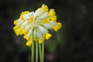 Blume mit H am Anfang - Himmelsschlüssel