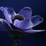 Blume mit J - Japanische Anemone