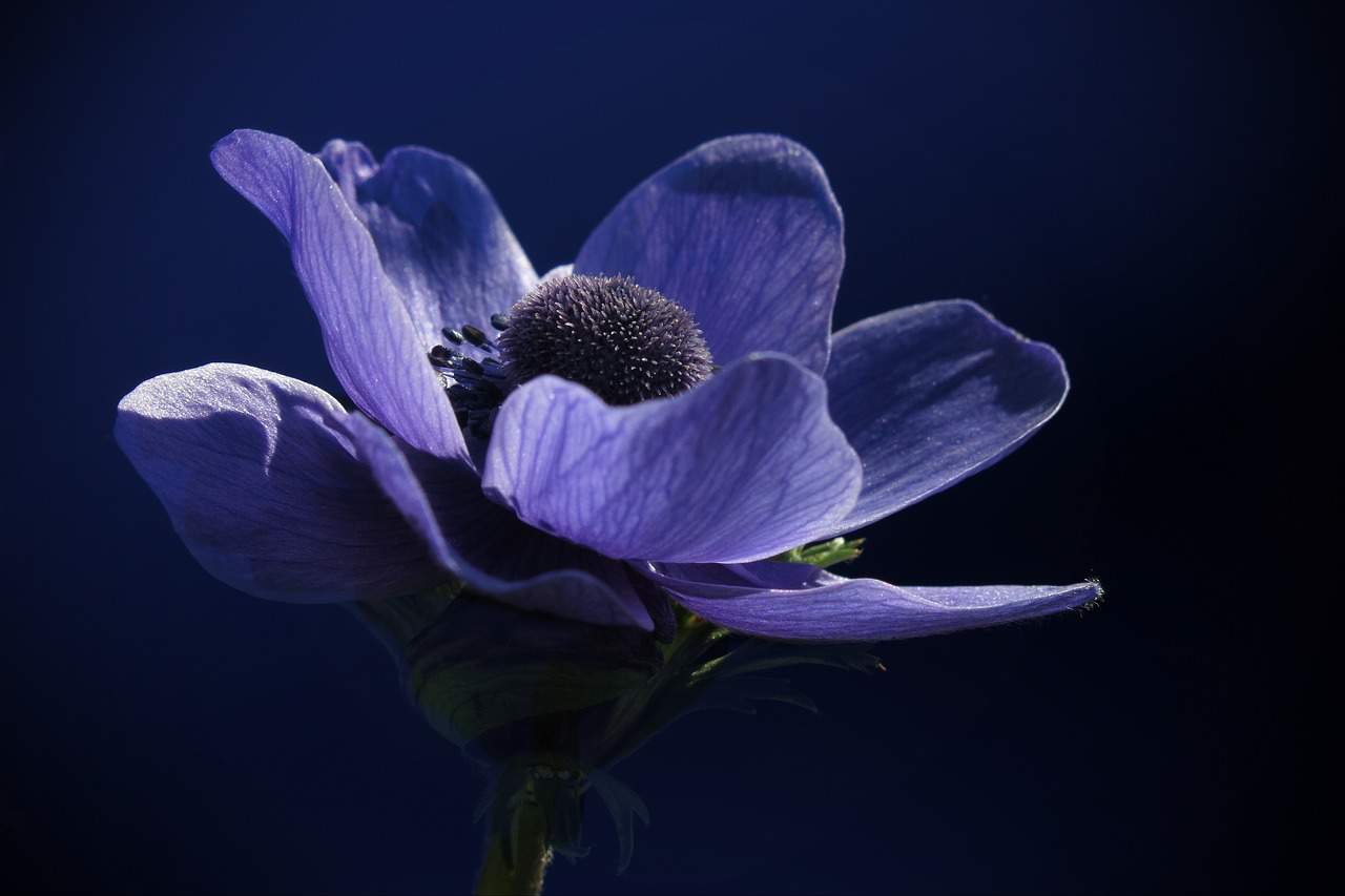 Blume mit J - Japanische Anemone