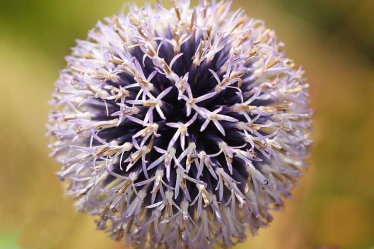 Blume mit K große Liste mit vielen Bildern & Erklärungen
