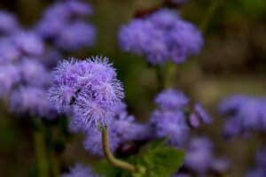 Blume mit L am Anfang - Leberbalsam