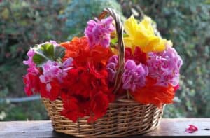 Blume mit P am Anfang - Pelargonie