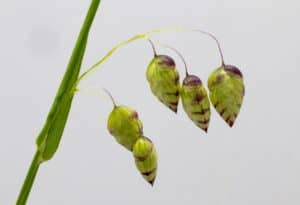 Blume mit Q - Quaking Grass