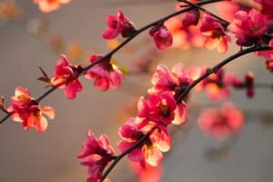 Blume mit Q am Anfang - Quince