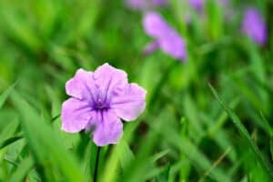 Blume mit R am Anfang - Ruellia