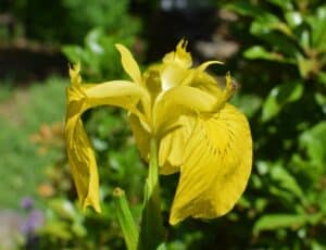 Blume mit Y am Anfang - Yellow Flag Iris