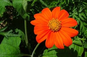 Blume mit T am Anfang - Tithonia