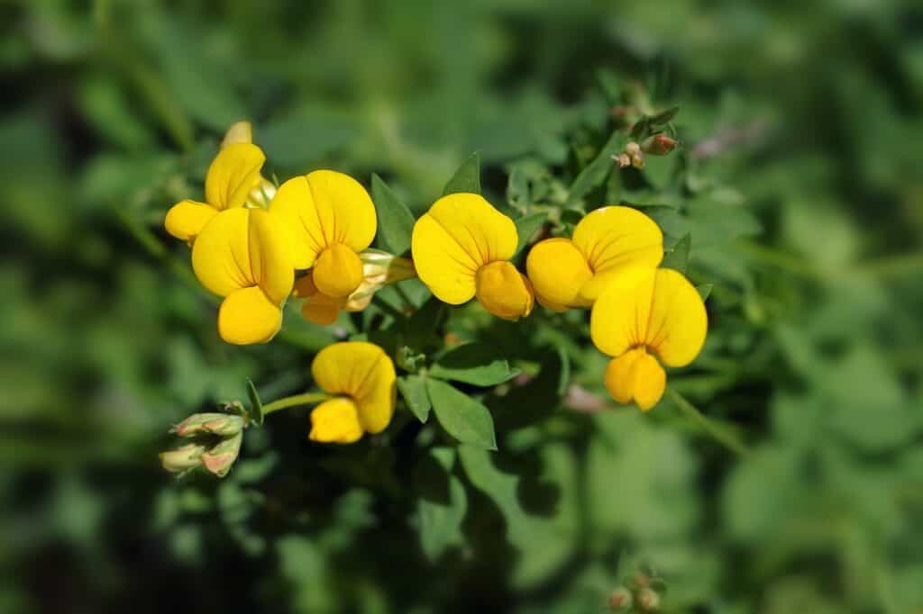 Blume mit U - große Liste mit vielen Bildern & Erklärungen