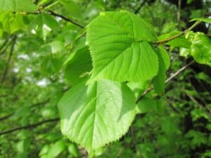 Blume mit U am Anfang - Ulmus parvifolia