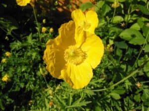 Blume mit X große Liste mit vielen Bildern & Erklärungen
