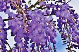 Blume mit W - Wisteria