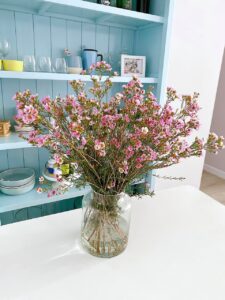 Blume mit W am Anfang - Waxflower